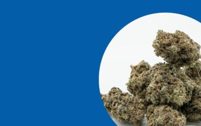 Offener Brief zum Umsetzungsverfahren des Cannnabisgesetzes