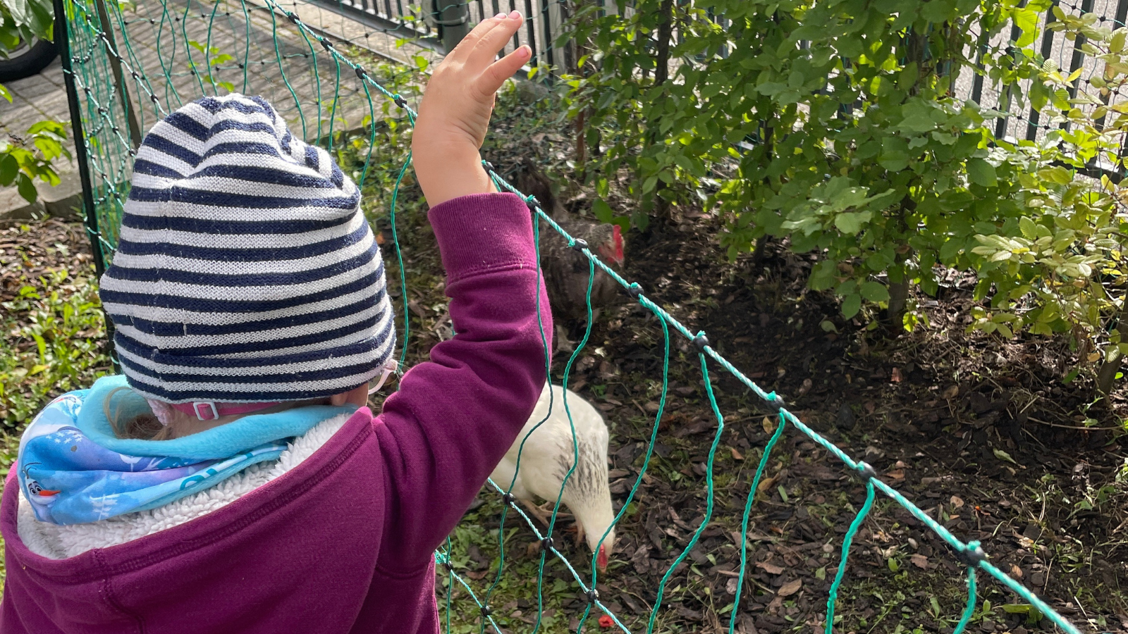 huhn titelbild Hühner im MuKi