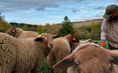 Natur als Therapeutin: Unser Tierprojekt bei Schweinfurt