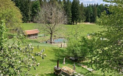 Ferienfahrt des Mutter-Kind-Hauses auf den Familienbauernhof zum Fürst’n